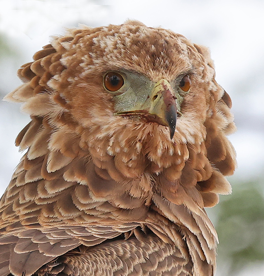 Batelelur head of juvenile